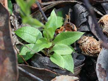 Pterostylis ectypha