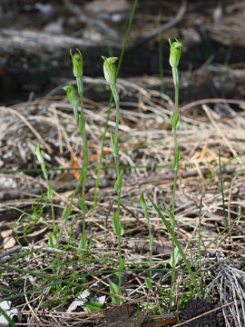 Pterostylis ectypha