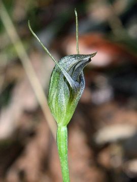 Pterostylis erecta