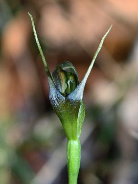 Pterostylis erecta