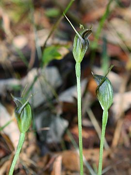 Pterostylis erecta