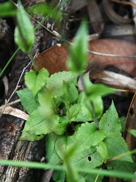 Pterostylis erubescens