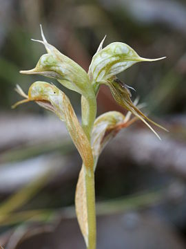 Pterostylis frenchii Pterostylis frenchii
