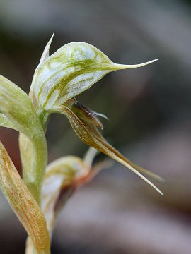 Pterostylis frenchii Pterostylis frenchii