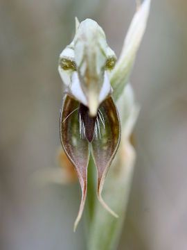 Pterostylis frenchii Pterostylis frenchii