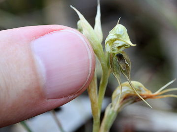 Pterostylis frenchii Pterostylis frenchii