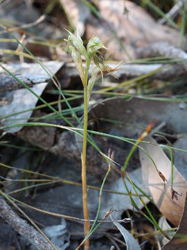 Pterostylis frenchii Pterostylis frenchii