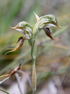 Pterostylis frenchii Pterostylis frenchii
