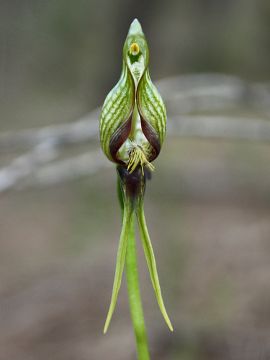 Pterostylis galgula