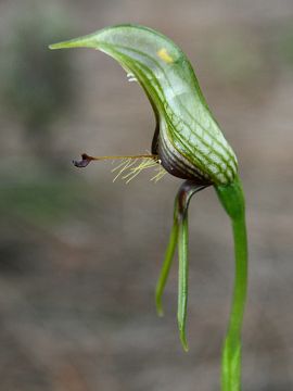 Pterostylis galgula