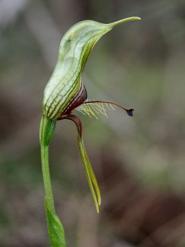 Pterostylis galgula Pterostylis galgula