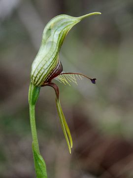 Pterostylis galgula