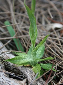 Pterostylis galgula