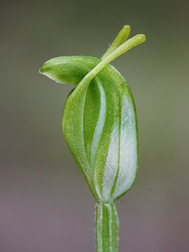 Pterostylis glebosa