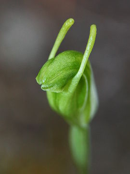 Pterostylis glebosa