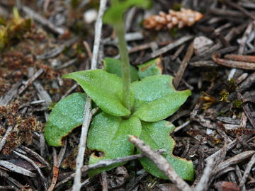 Pterostylis glebosa Pterostylis glebosa