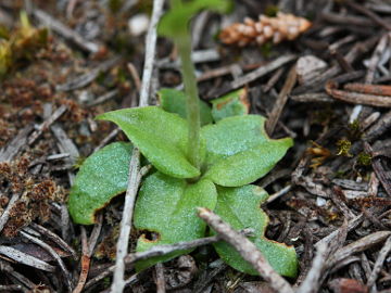 Pterostylis glebosa