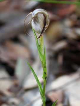 Pterostylis grandiflora