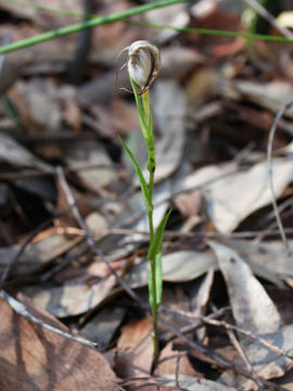 Pterostylis grandiflora