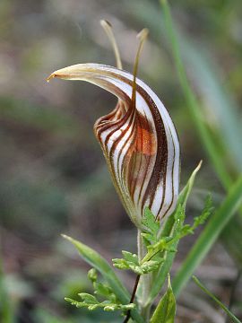 Pterostylis hamiltonii