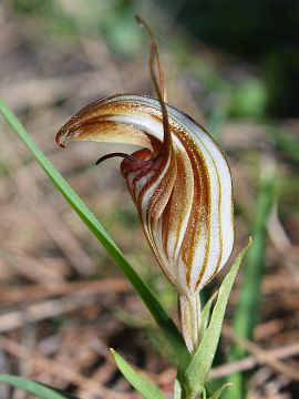 Pterostylis hamiltonii