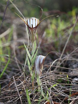 Pterostylis hamiltonii