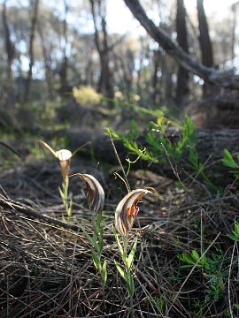 Pterostylis hamiltonii