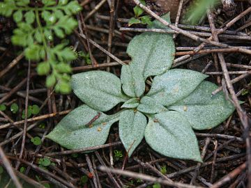 Pterostylis hamiltonii