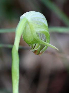 Pterostylis hispidula