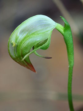 Pterostylis hispidula