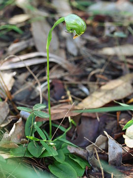 Pterostylis hispidula