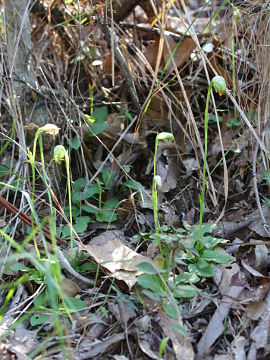 Pterostylis hispidula