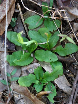 Pterostylis hispidula