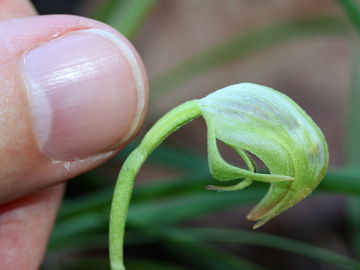 Pterostylis hispidula