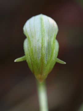 Pterostylis hispidula