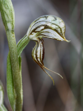 Pterostylis leptochila Pterostylis leptochila