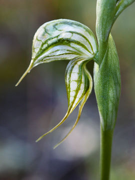 Pterostylis leptochila Pterostylis leptochila
