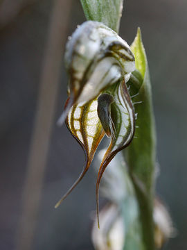 Pterostylis leptochila Pterostylis leptochila