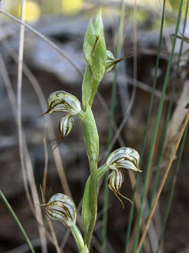 Pterostylis leptochila Pterostylis leptochila