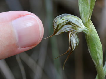 Pterostylis leptochila Pterostylis leptochila