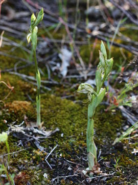 Pterostylis leptochila Pterostylis leptochila