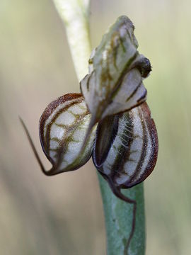 Pterostylis leptochila Pterostylis leptochila