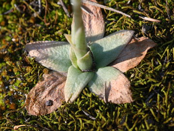 Pterostylis leptochila Pterostylis leptochila