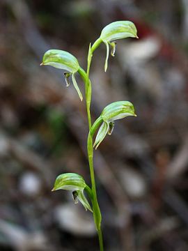 Pterostylis longifolia