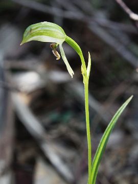 Pterostylis longifolia