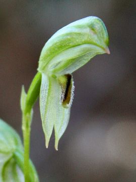 Pterostylis longifolia