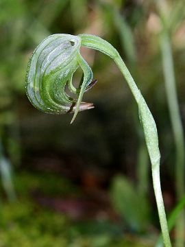 Pterostylis nutans