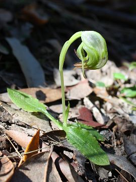 Pterostylis nutans