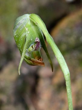 Pterostylis nutans