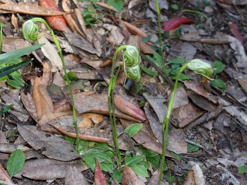Pterostylis nutans